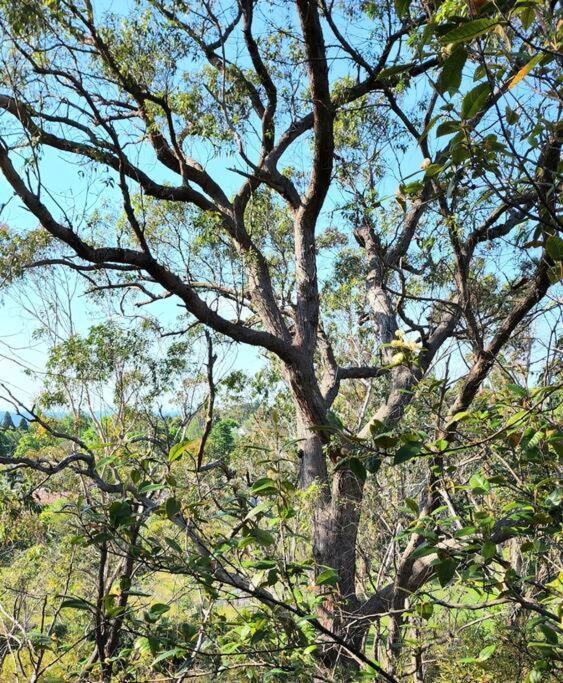 The Black Cockatoo - Secret Garden Treetops Home كاتومبا المظهر الخارجي الصورة